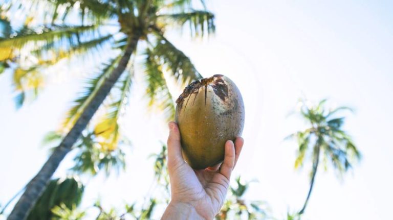 traveler holding a green coconut